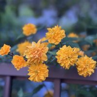 ヤマブキ,山吹,ヤエヤマブキ,お散歩,バラ科の画像
