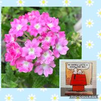 宿根バーベナ,平和を願う☆,いつまでも友達でいよう♡,お出かけ先の画像