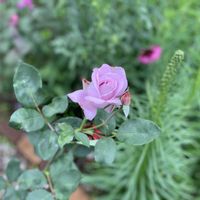 バラ,ブルームーン,バラ 鉢植え,ばら バラ 薔薇,篠宮バラ園の画像