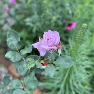 バラ,ブルームーン,バラ 鉢植え,ばら バラ 薔薇,篠宮バラ園の画像