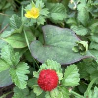 ヘビイチゴ,花壇,グランドカバー,可愛い,和むの画像