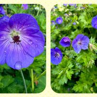 ゲラニウム,ゲラニウム ロザンネイ,花壇,癒し,花のある暮らしの画像