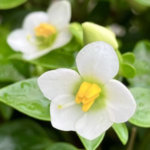 白が好き,#ガーデニング,エクステリアの画像