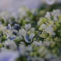 カシワバアジサイ,チェッカーベリー,アジサイ  銀河,頑張れ✊,紫陽花 アジサイ あじさいの画像