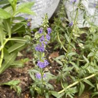 ヒソップ,ガーデニング,花のある暮らし,庭の画像