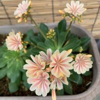 レウィシア,可愛い,和む,花のある暮らし,ありがとう❤️の画像