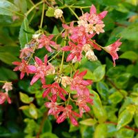 テーブルヤシ,クリスマスブッシュ,サマークリスマスブッシュ,テーブルヤシの花、,テーブルヤシのお花の画像