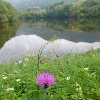 アザミ,オカトラノオ,ネムノキ,お出かけ先の画像