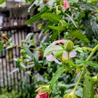 ピレア,八重咲きムクゲ,観賞用トウガラシ 斑入り,ヤノネボンテンカ (タカサゴフヨウ),花のある暮らしの画像