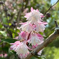 オキナグサ,バイカウツギ,サラサウツギ,野花菖蒲の画像