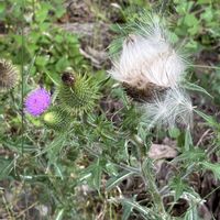 アザミ,アザミ,瑠璃玉アザミ,瑠璃玉アザミ,つぼみが♪の画像