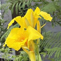 カンナ,ジャカランタ,可愛い,癒し,花のある暮らしの画像