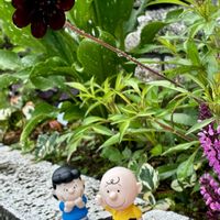 カラー,チョコレートコスモス チョカモカ,ほしつながり,毎月2日はスヌーピーの日,たいせつななかま♡の画像