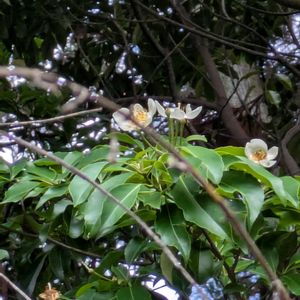 イジュ,ハマナツメ,ヤナギイチゴ,カギカズラ,シロダモ (白櫤)の画像