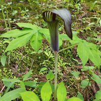 マムシグサ,マムシグサ,テンナンショウ,テンナンショウ,しあわせ運べるようにの画像