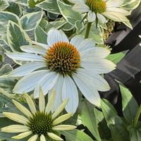 エキナセア,ツルニチニチソウ,斑入りツルニチニチソウ,今日の１枚,花のあるくらしの画像