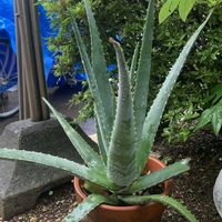 アロエベラ,アロエベラの画像