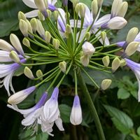 花木,植木鉢,花いろいろ,バラと夢CLUB,おうち園芸の画像