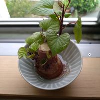 さつまいも,水耕栽培,キッチンの画像