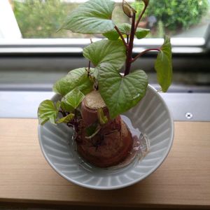 さつまいも,水耕栽培,キッチンの画像