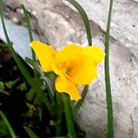 フリージア,散歩の途中の画像
