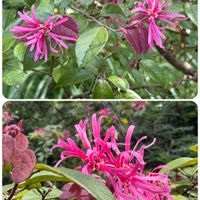 ベニバナトキワマンサク,山歩き,園芸種の画像