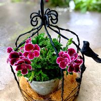ディスキディア,葉っぱ,花のある暮らし,緑のある暮らし,平和を願うの画像