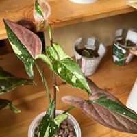 シンゴニウム,シンゴニウム,サトイモ科,観葉植物,ハイドロカルチャーの画像