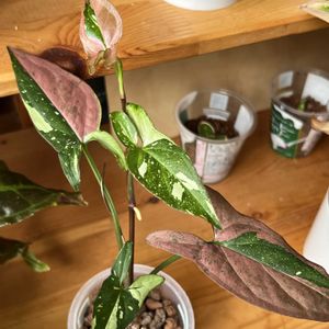 シンゴニウム,シンゴニウム,サトイモ科,観葉植物,ハイドロカルチャーの画像
