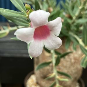 パキポディウム,パキポディウム・ビスピノーサム,多肉植物,塊根植物,コーデックスの画像