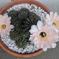 ホウセンカ,サボテン 豊麗丸,サボテン(金鯱),花サボテンエキノプシス属,千日紅（せんにちこう）の画像