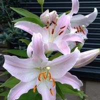 鉢植え,ガーデニング,ありがとう,お祝い花,植え込みの画像