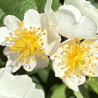 ノイバラ,ノイバラ,花壇,ガーデニング,つる性植物の画像