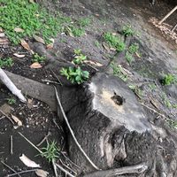 サクラ,お出かけ先　公園の画像