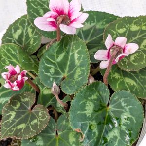 シクラメン,鉢植え,キノコ生える！,野ざらし雨ざらし,また咲いた❗の画像