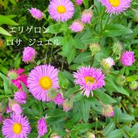 アゲラタム,エリゲロン,北海道,キュンキュン乙女倶楽部,今日も笑顔で♡の画像