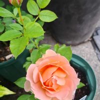 バラ 杏,鉢植えの画像