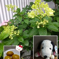 ウツギ,ウツギの蕾,白い花,毎月2日はスヌーピーの日,プラ鉢で栽培の画像