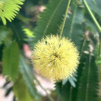 エバーフレッシュ,木曜モフモフの画像