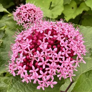 ロシアンセージ,ボタンクサギ,可愛い,癒される,美しいの画像
