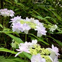 ハイドランジア,紫陽花,落葉低木,花のある暮らし,緑のある暮らしの画像