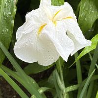 ハナショウブ,ヘメロカリス,小さな庭から, アガパンサス,ツリバナの実に雨の雫の画像