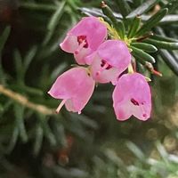 エリカ,ネジバナ,ヒペリカム,ミニバラ,ききょうの画像