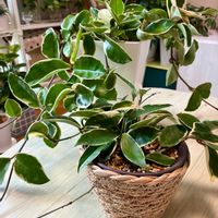ホヤ・カルノーサ,観葉植物,ホヤ,インテリアグリーン,緑は癒しの画像