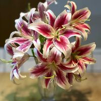 ピンクのユリ,花のある暮らし,花瓶の花,花好きな人と繋がりたいの画像