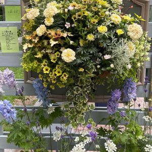ハンキング,花フェスタ,大通り,お出かけ先の画像