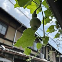 ヒョウタン,ヒョウタン,ウリ科,北アフリカ原産,京都散歩の画像