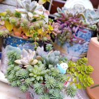 黒法師,アロマティカス,マサイの矢尻,多肉植物,セダム属の画像