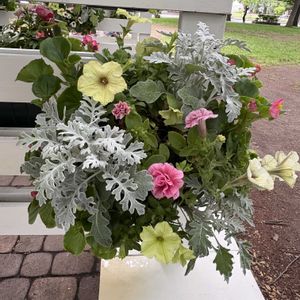 ハンキング,花フェスタ,大通り,お出かけ先の画像