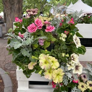 ハンキング,花フェスタ,大通り,お出かけ先の画像